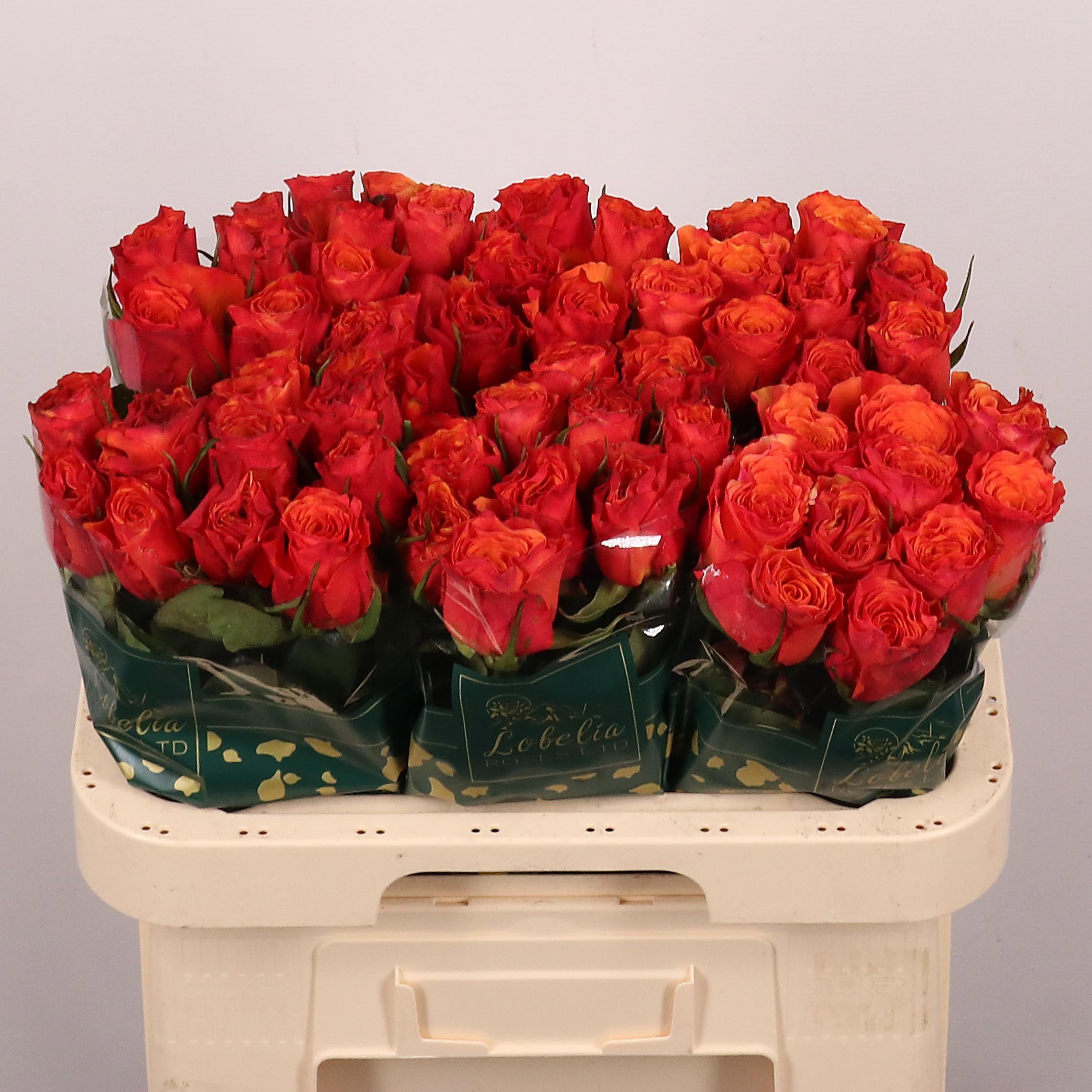 Rosa grbl Devoted