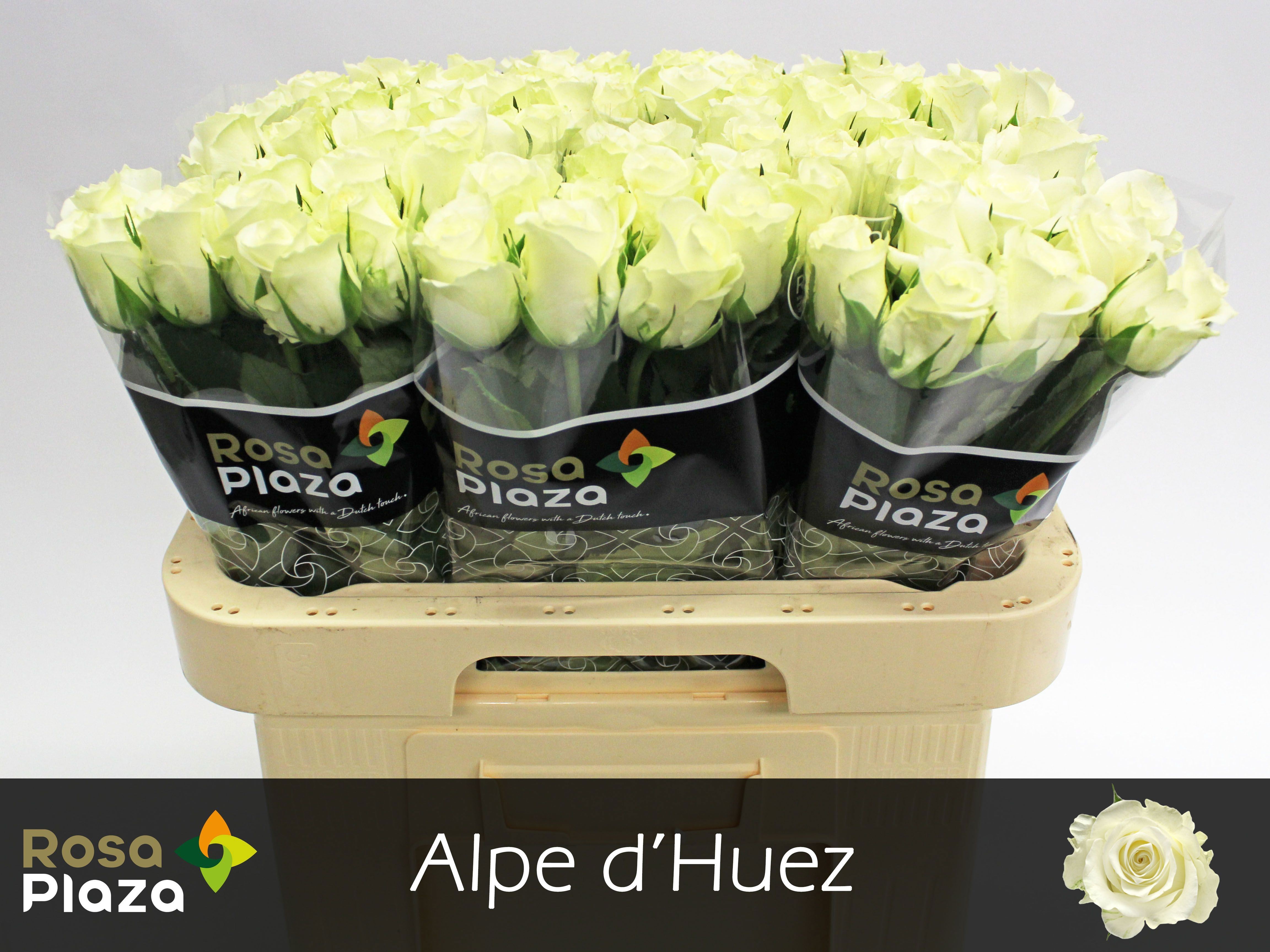 Rosa grbl Alpe D'Huez