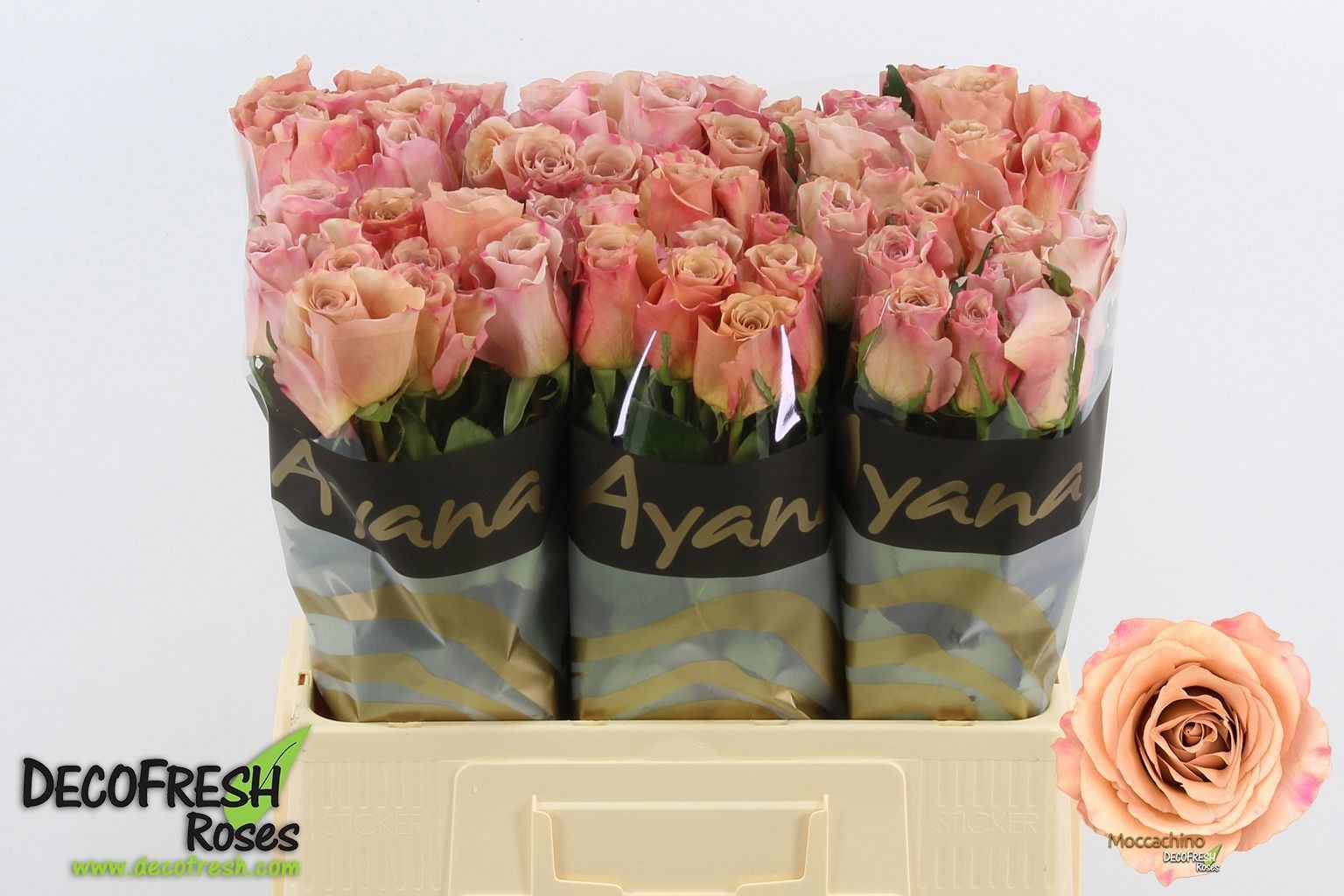 Rosa grbl (Fiore grande) Moccachino