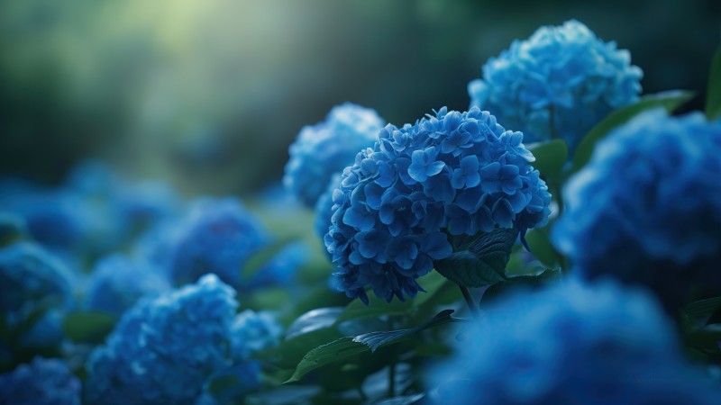 Ortensia Hydrangea