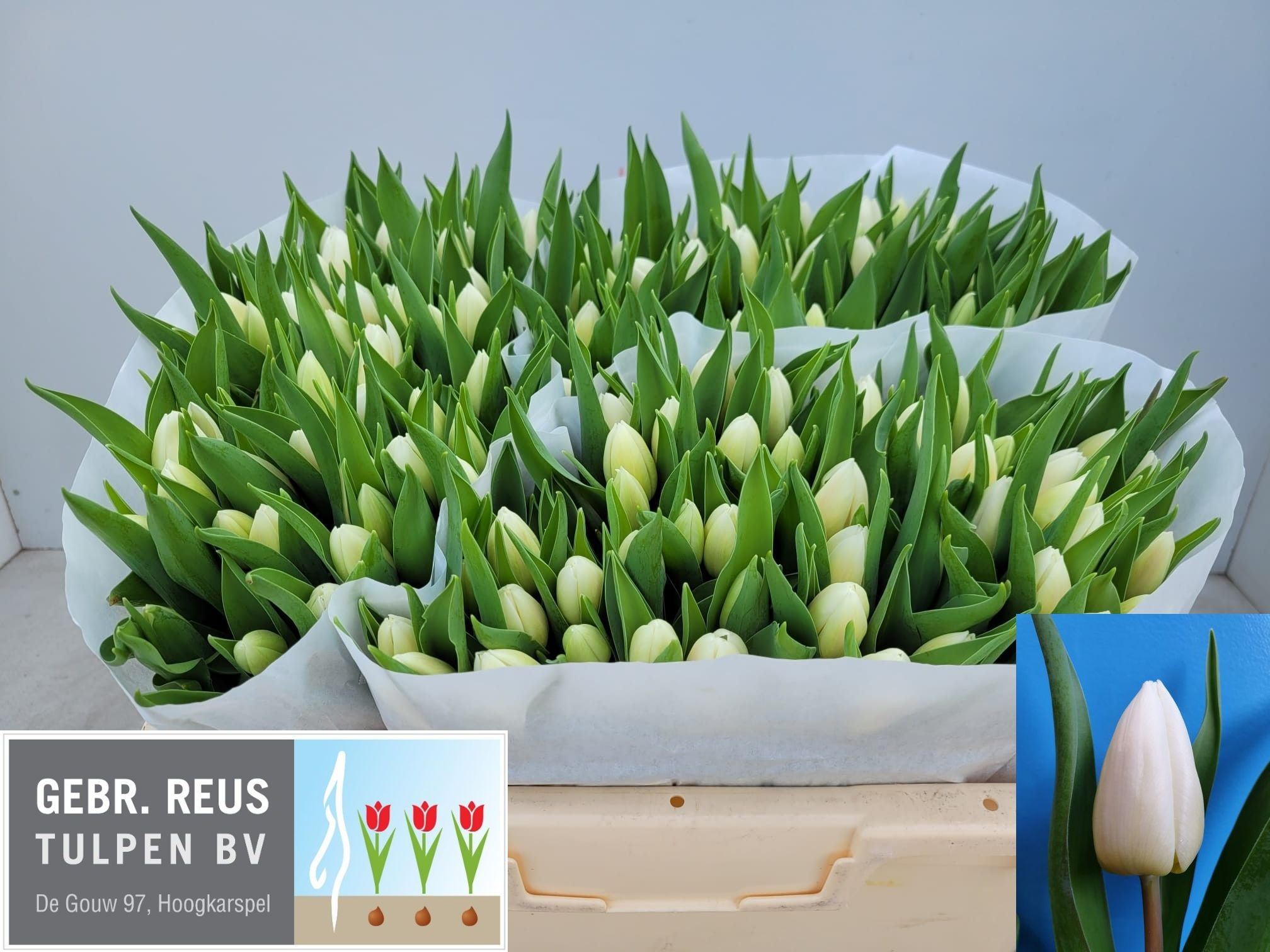 Tulipani White Prince