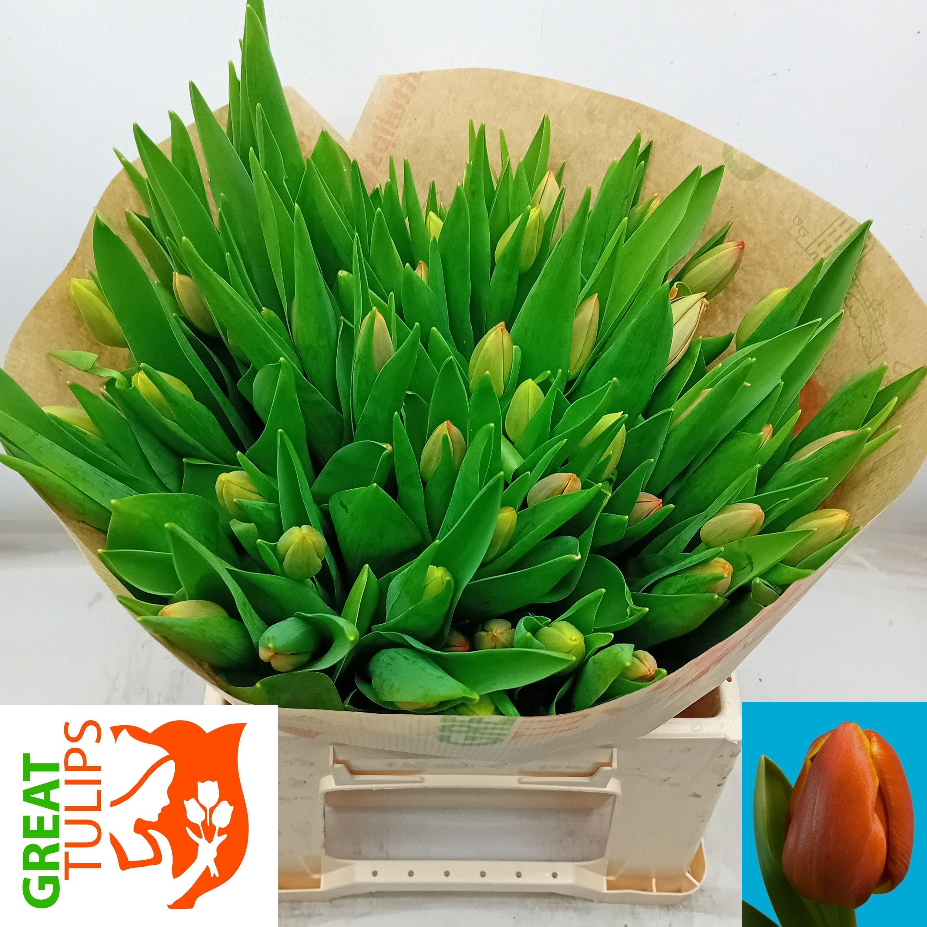 Tulipani Esta Bonita