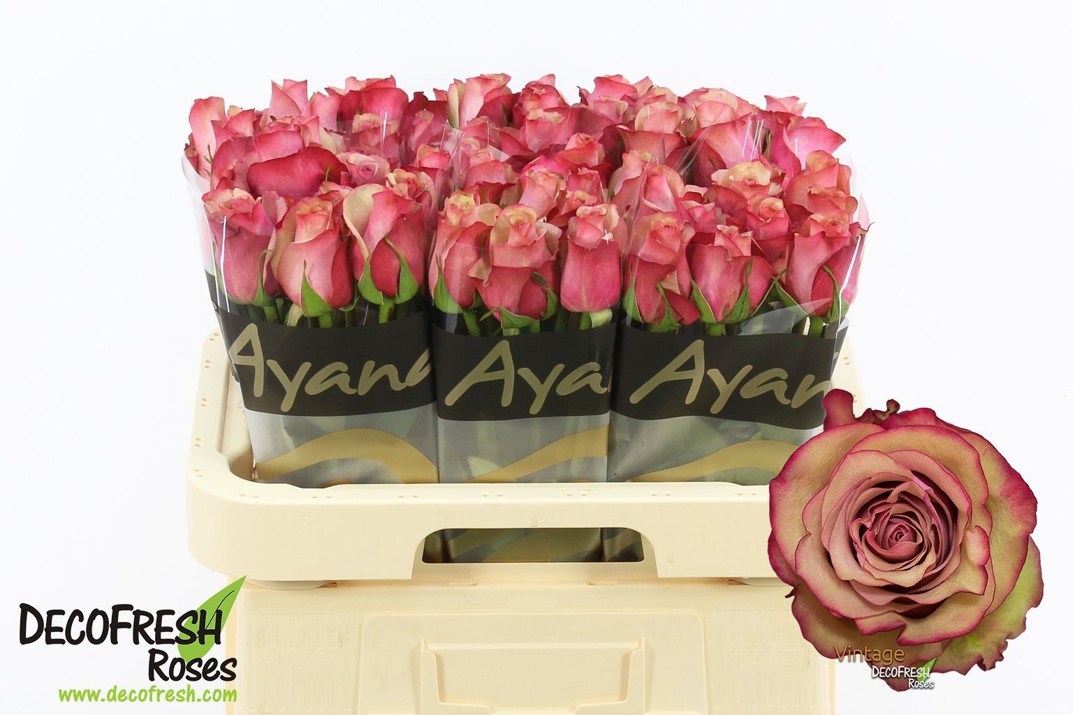 Rosa grbl Vintage