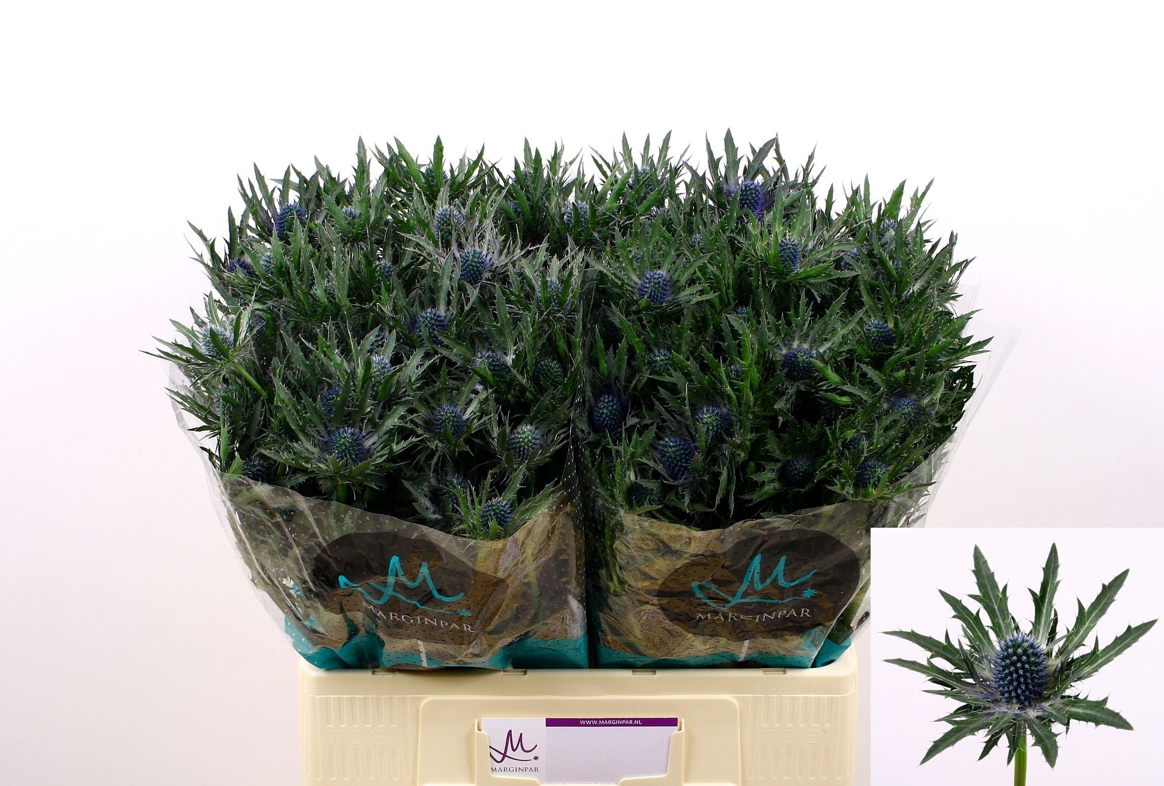 Eryngium Orion Questar