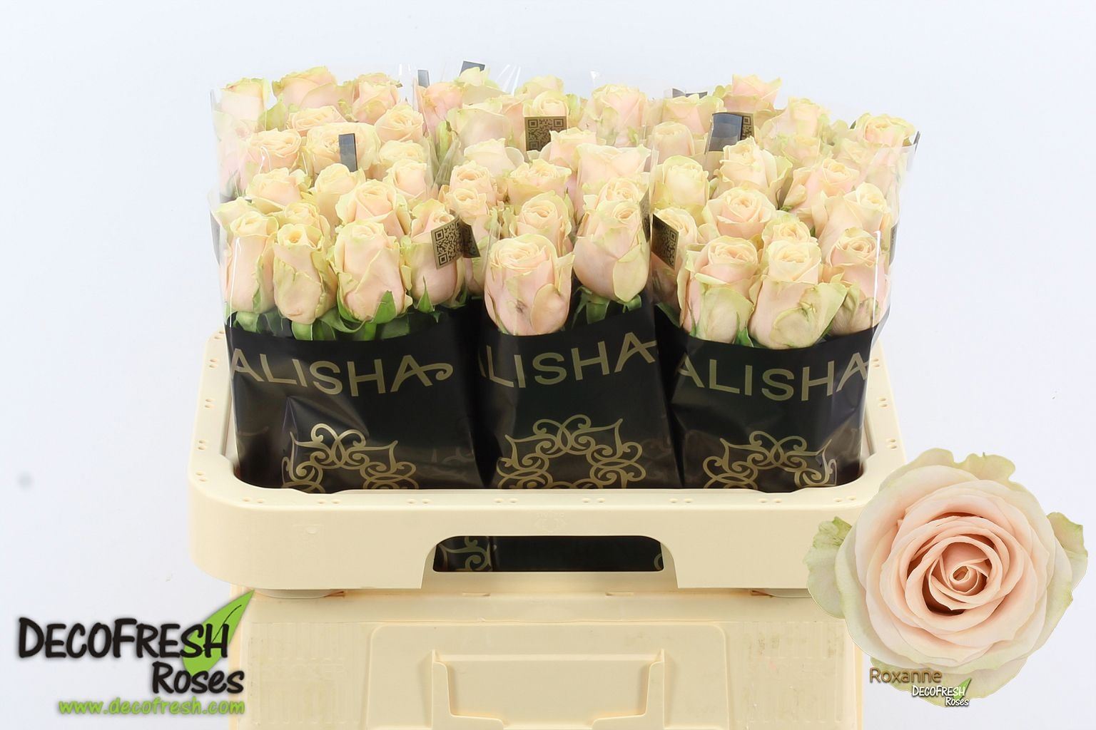 Rosa grbl Roxanne