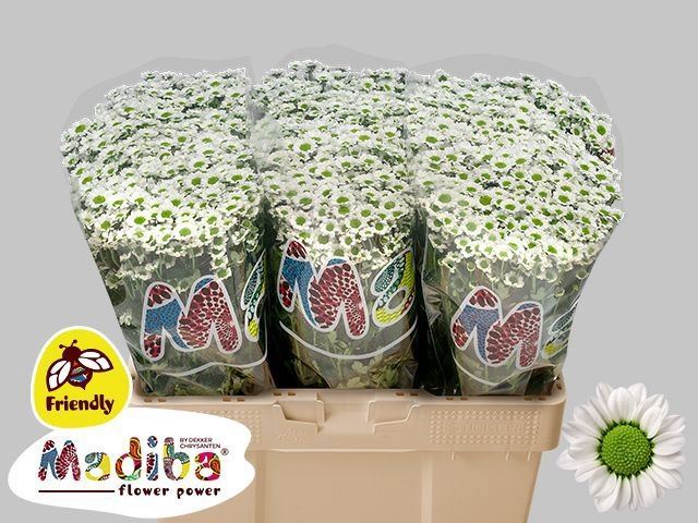 Santini Madiba Lindi White
