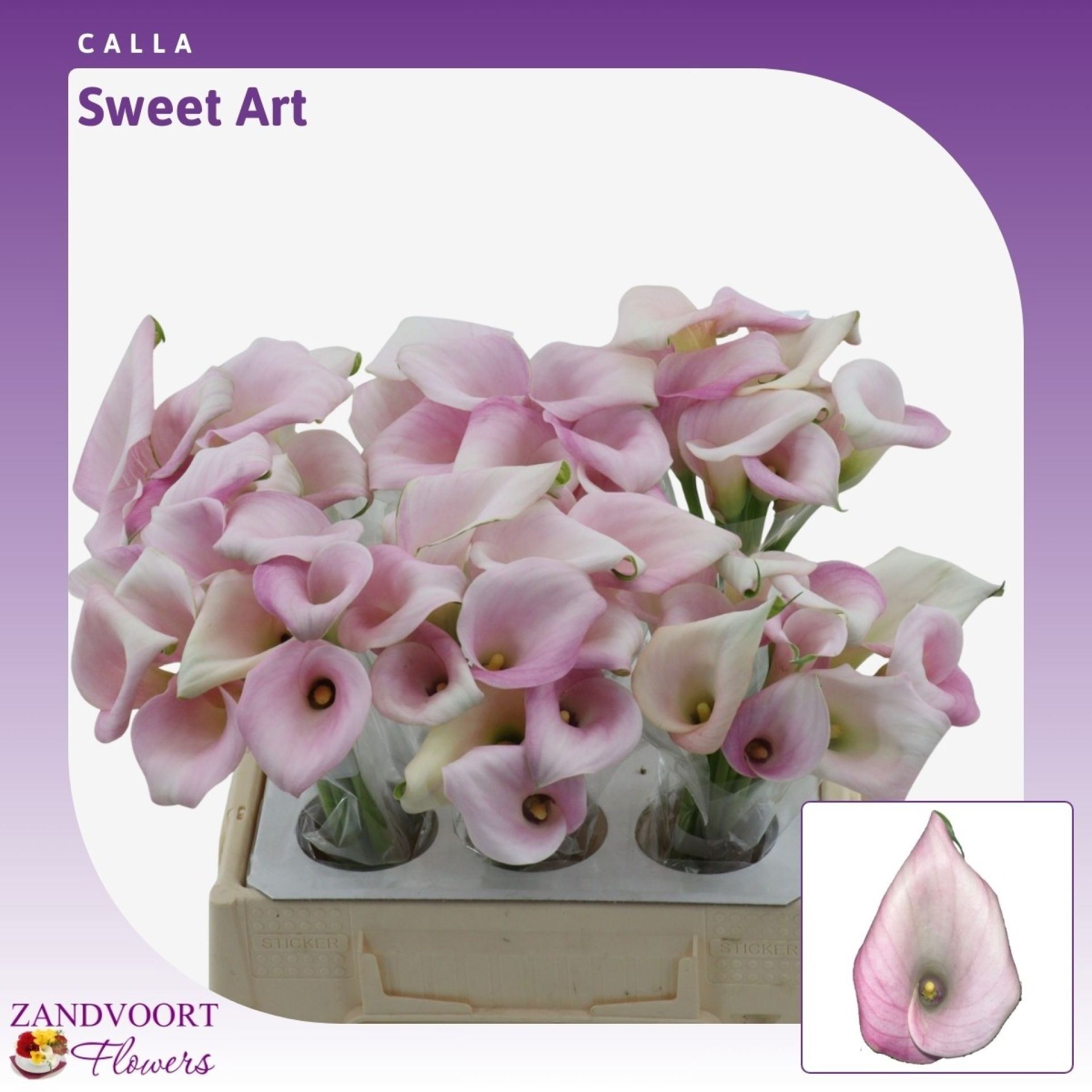Calla Sweet Art