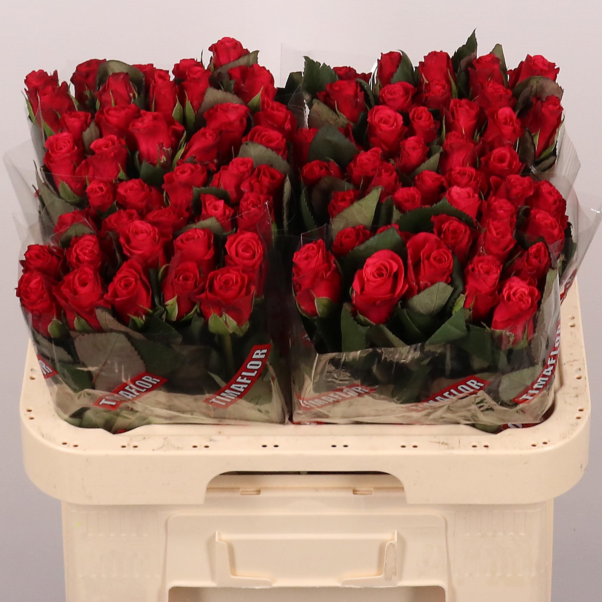 Rosa grbl Tacazzi