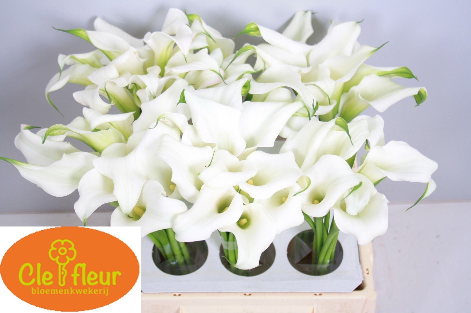 Calla Crystal Blush