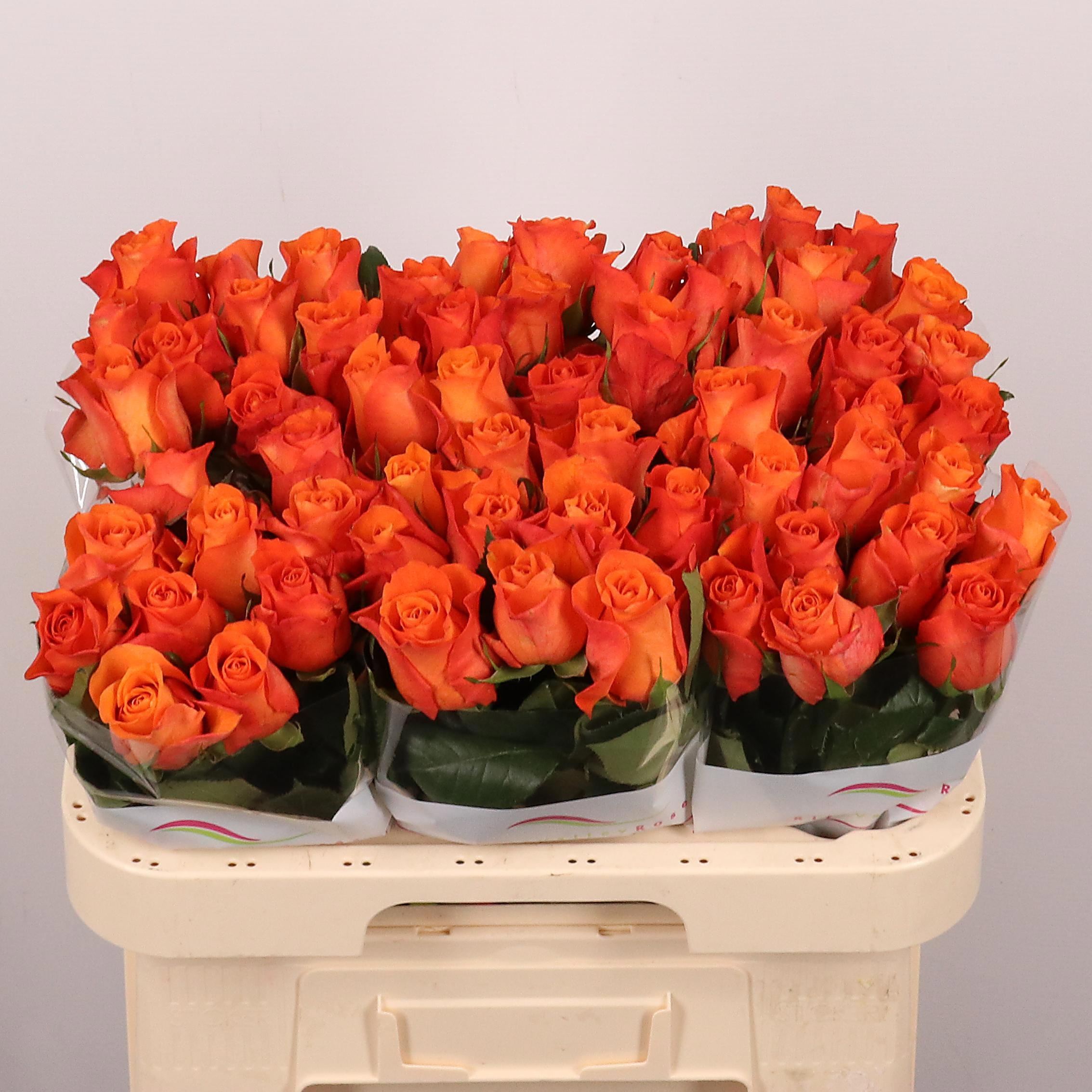 Rosa grbl Orange Wave
