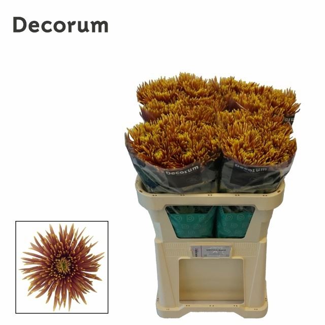 Chr. Saffina Dark 1fiore