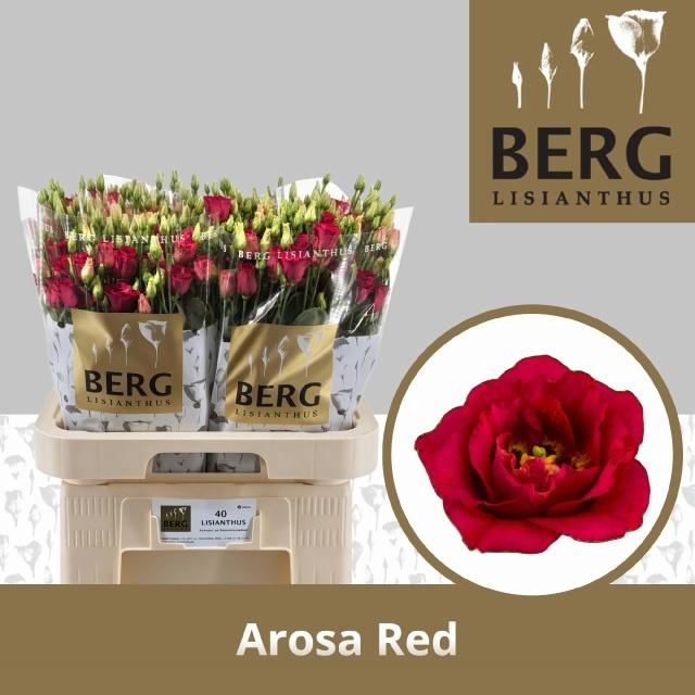 Eus G Arosa Red