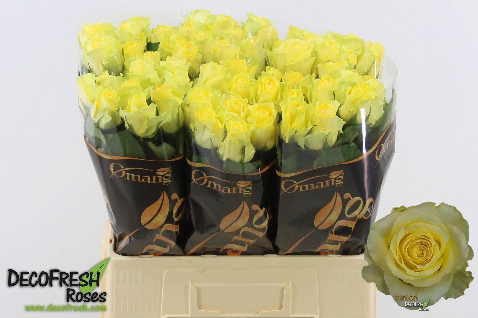 Rosa grbl Minion