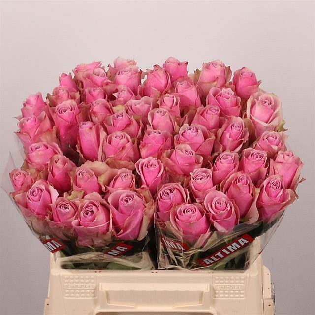 Rosa grbl Athena Royale