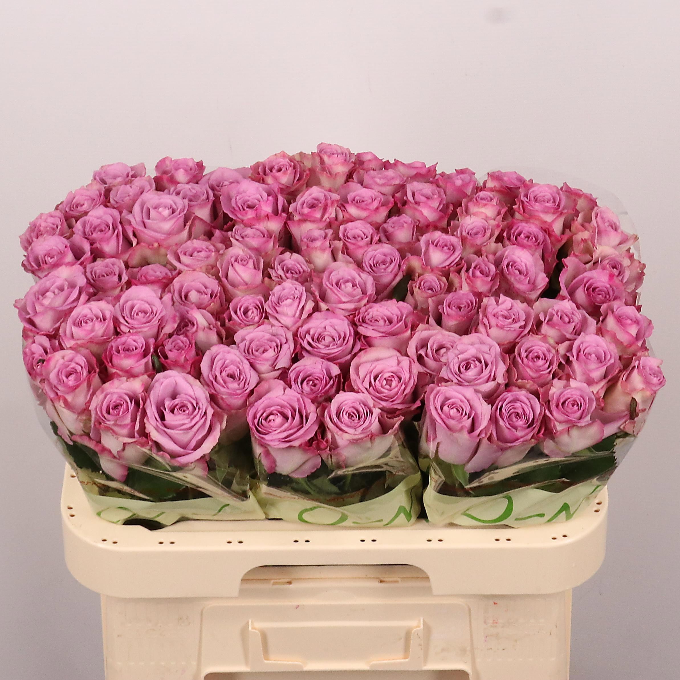 Rosa grbl Thriller