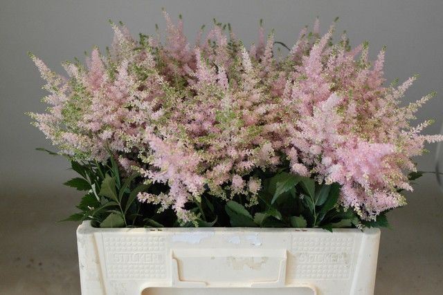 Astilbe Europa Rosa