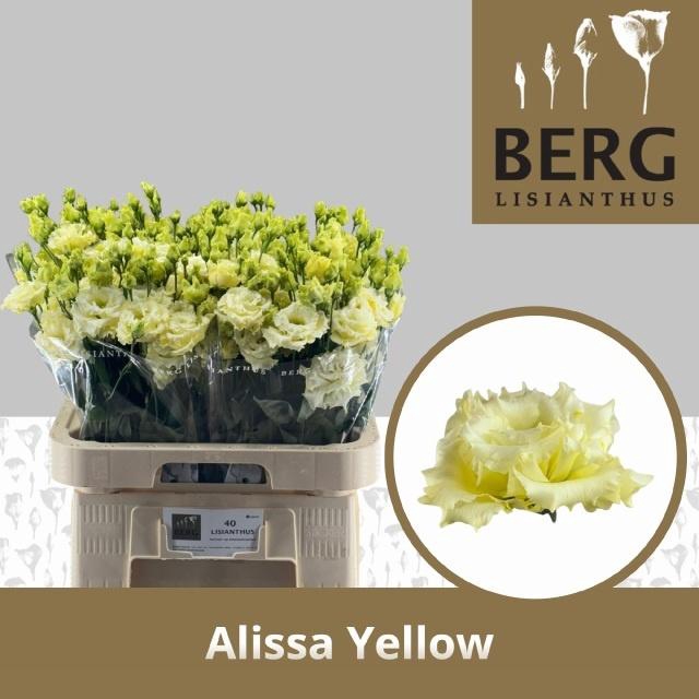 Eus G Alissa Yellow