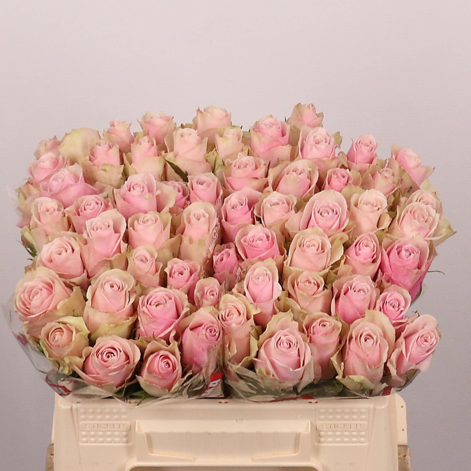 Rosa grbl Pink Athena