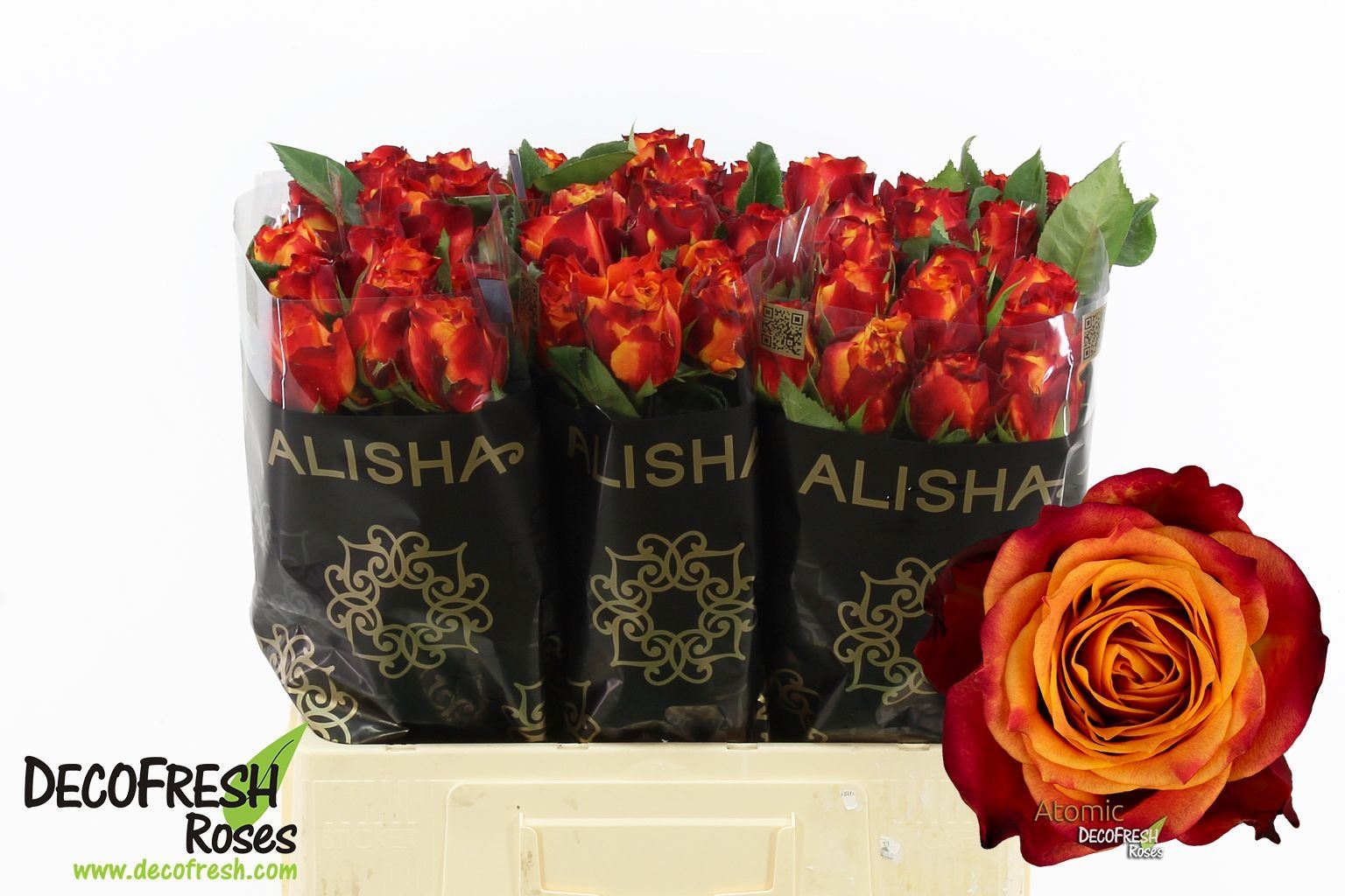 Rosa grbl Atomic