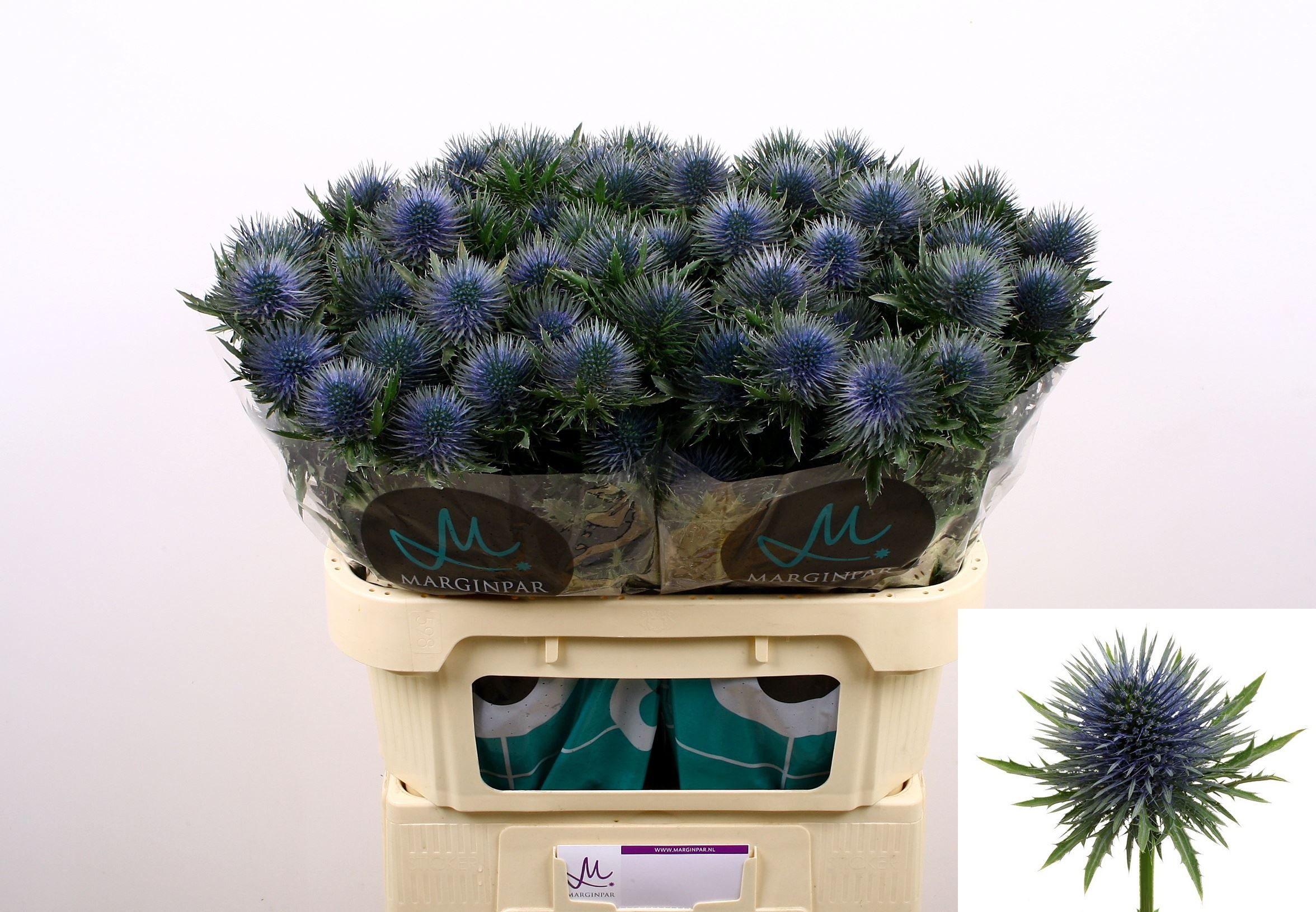 Eryngium Magnetar Questar