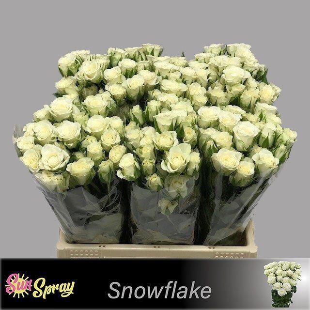 Rosa Ramif. Snowflake