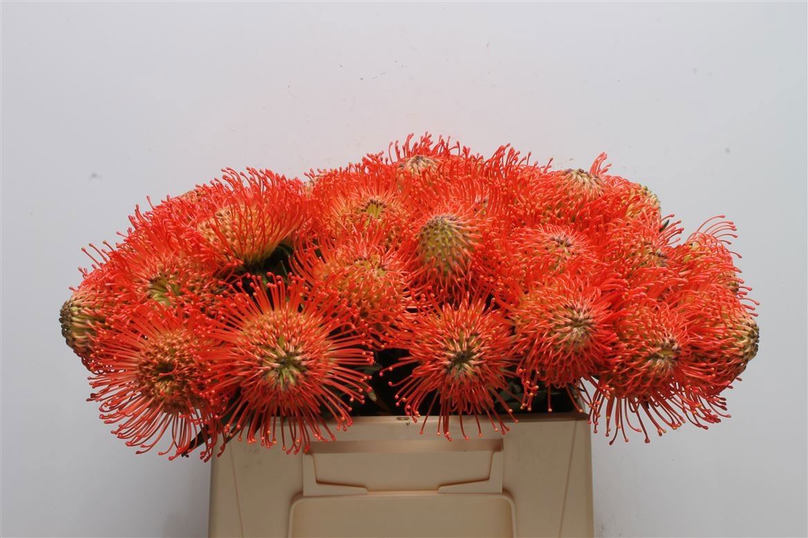Protea Nutan Succession
