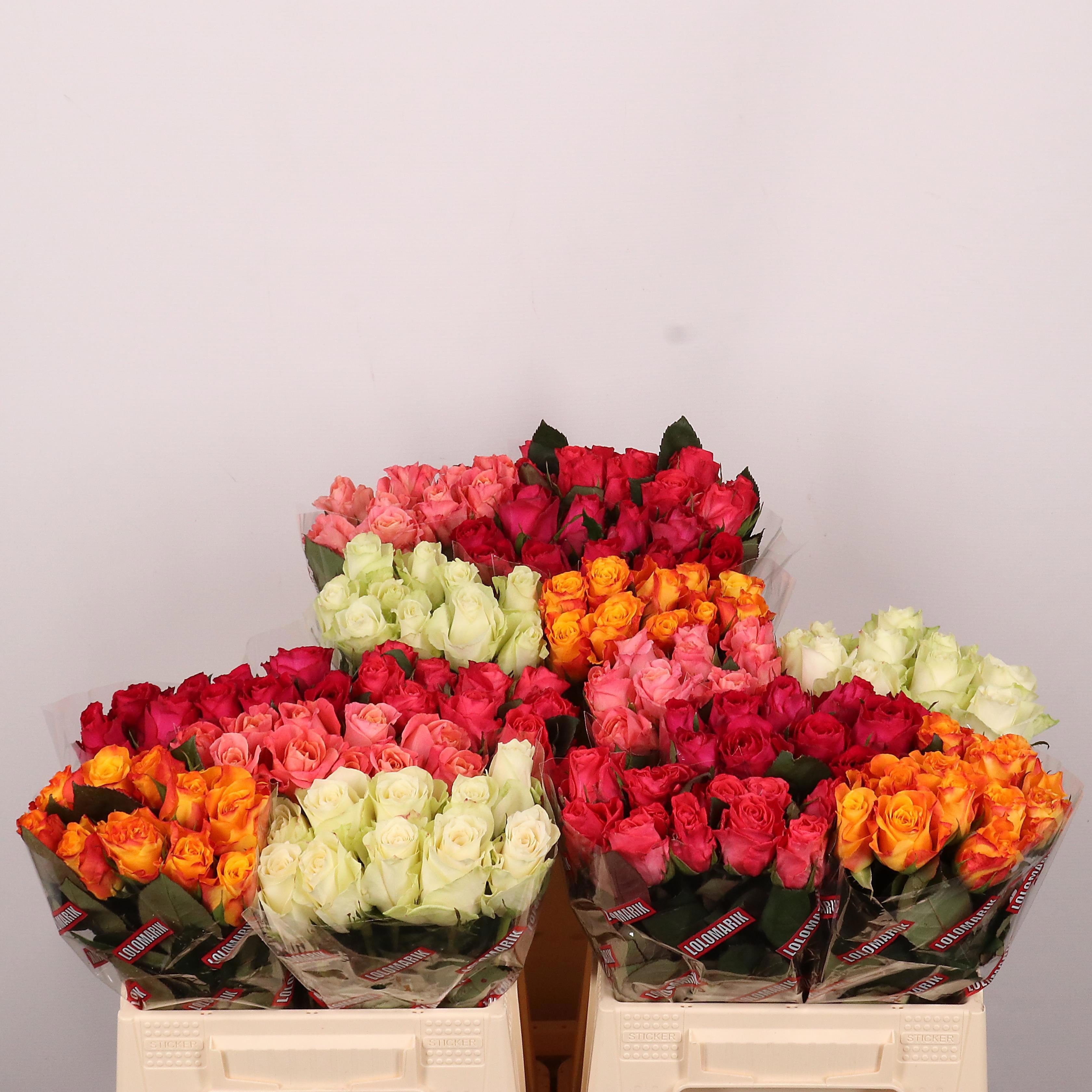 Rosa grbl Misto secchio