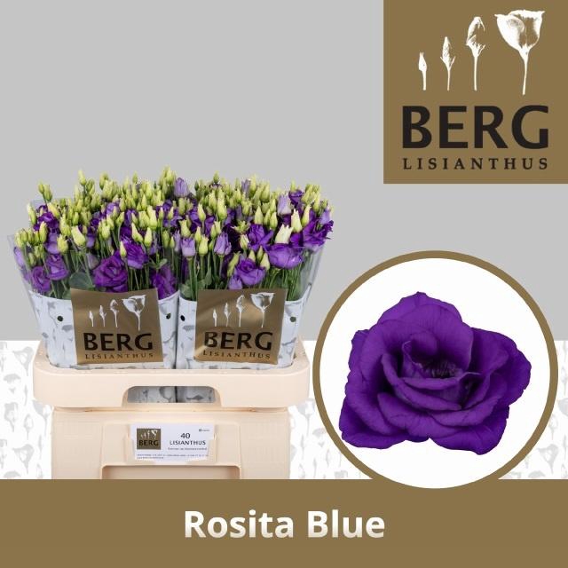 Eus G Rosi Blue