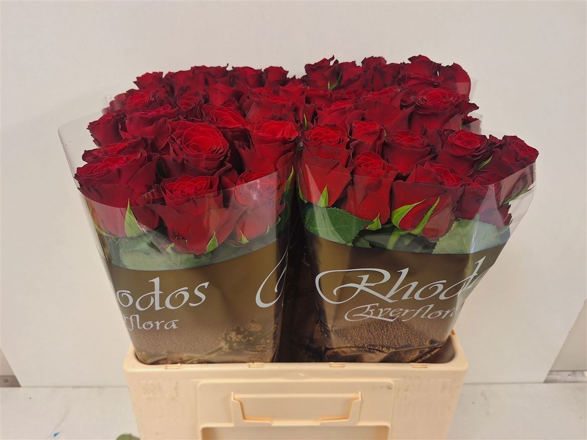 Rosa grbl Rhodos