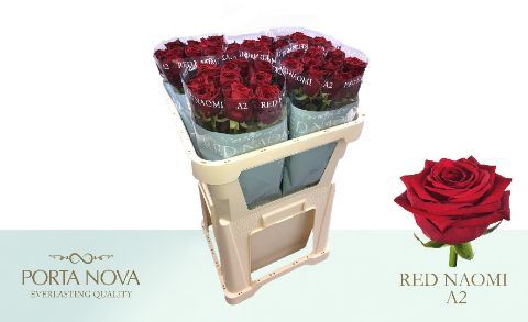 Rosa grbl Red Naomi