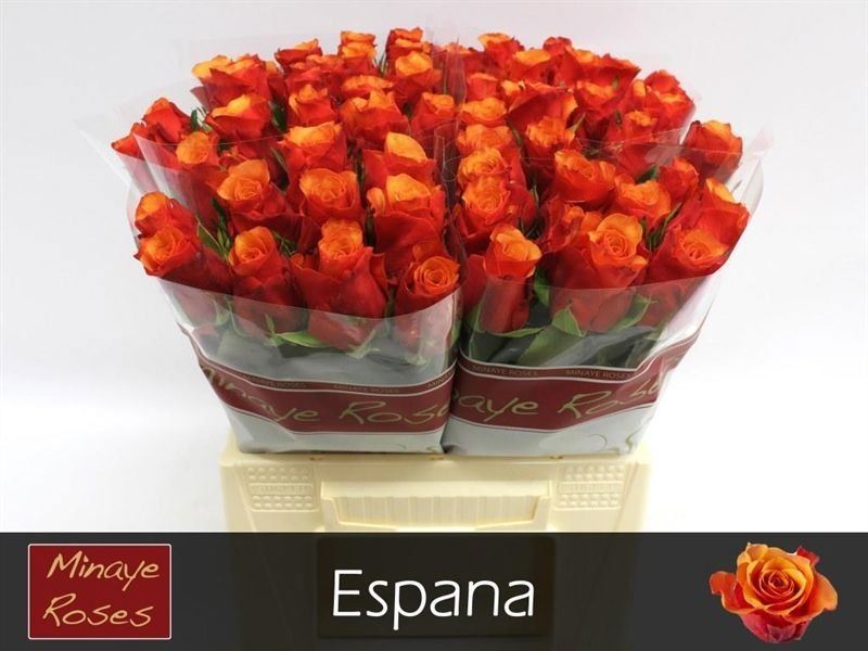 Rosa grbl España