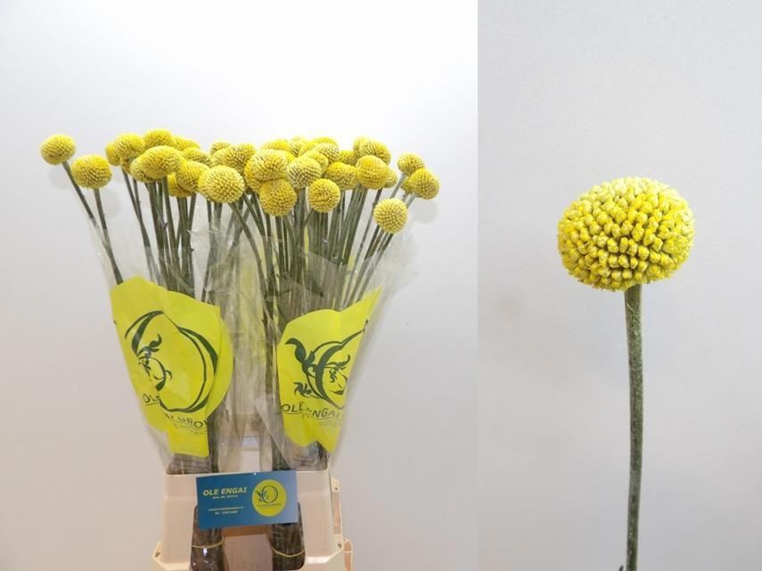 Craspedia (palline gialle x25) Paint Pop