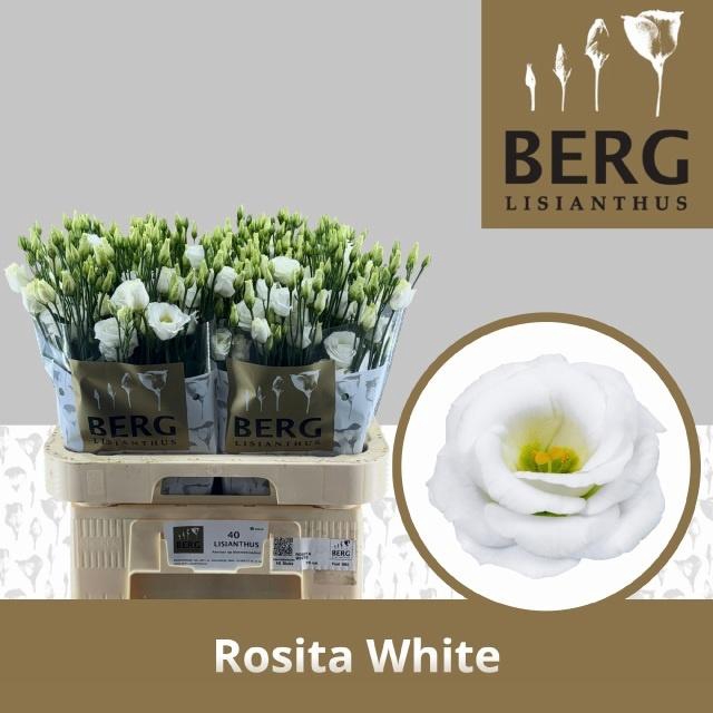 Eus G Rosi White