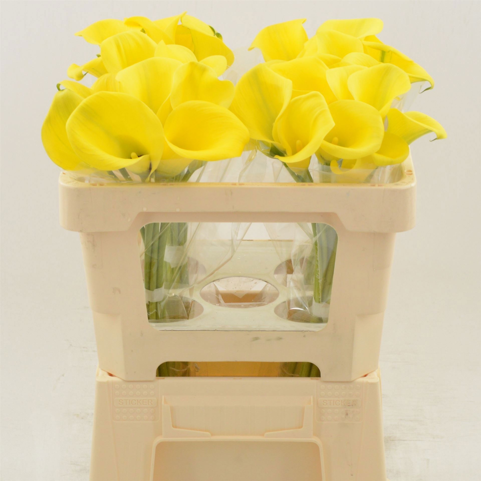 Calla Gold Label