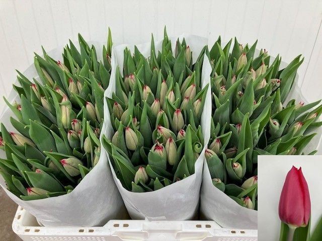 Tulipani First Star