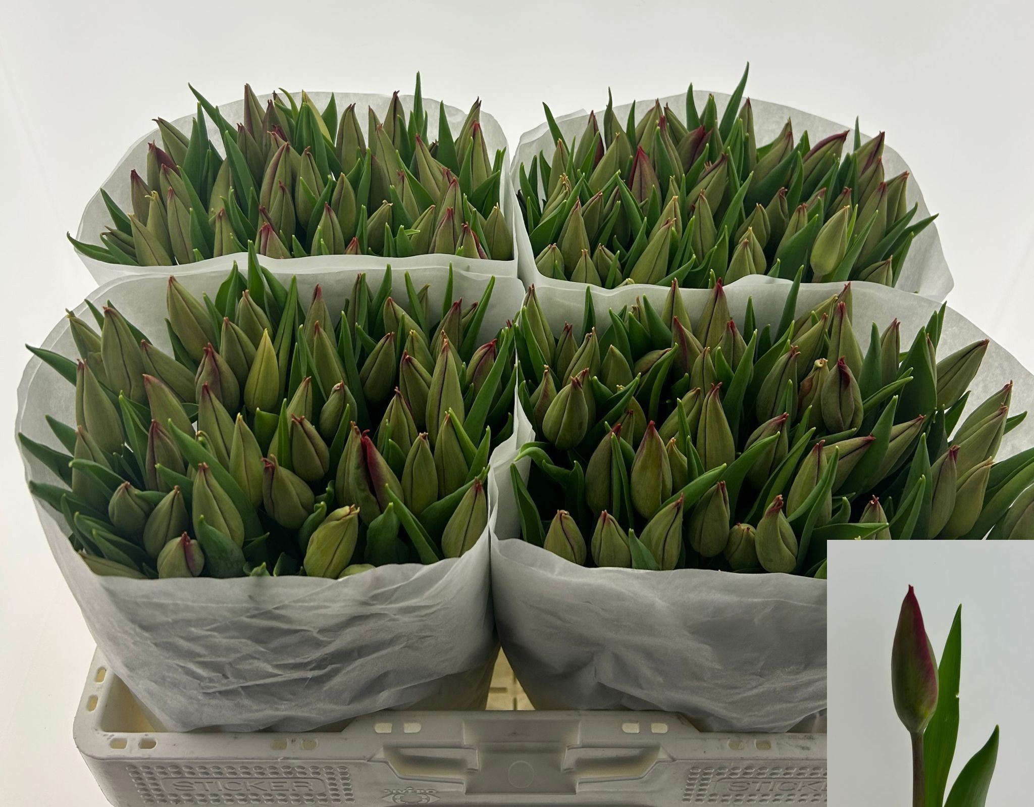 Tulipani Strong Love