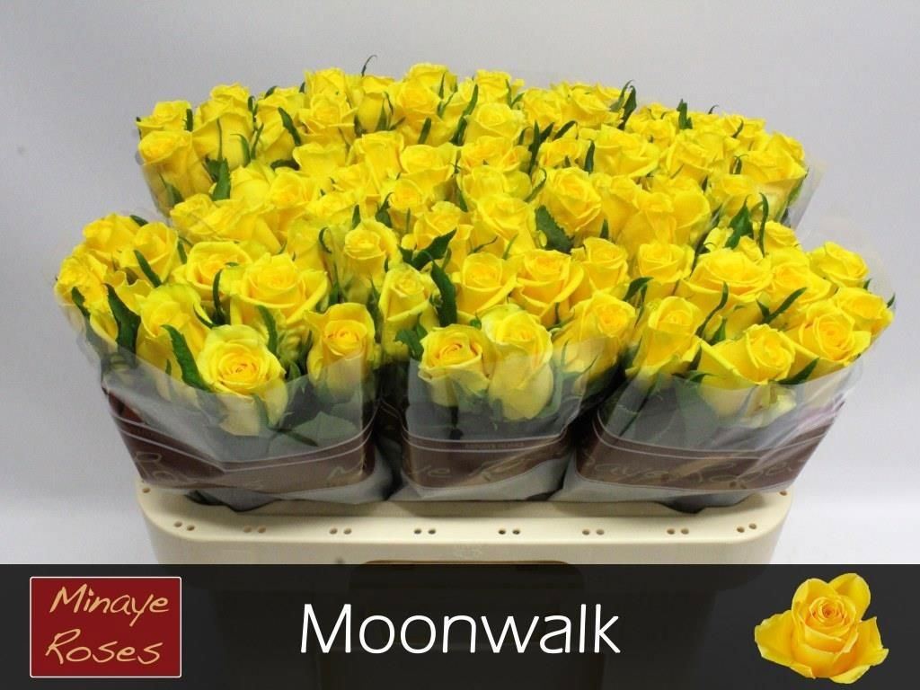 Rosa grbl Moonwalk