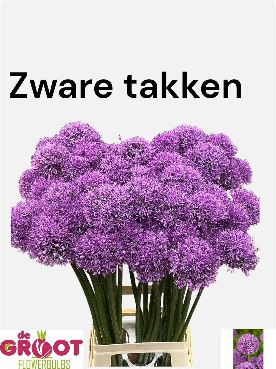 Allium Gladiator