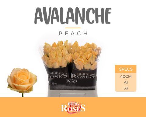 Rosa grbl Avalanche Peach