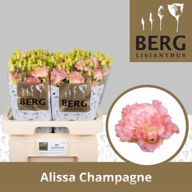 Eus G Alissa Champag
