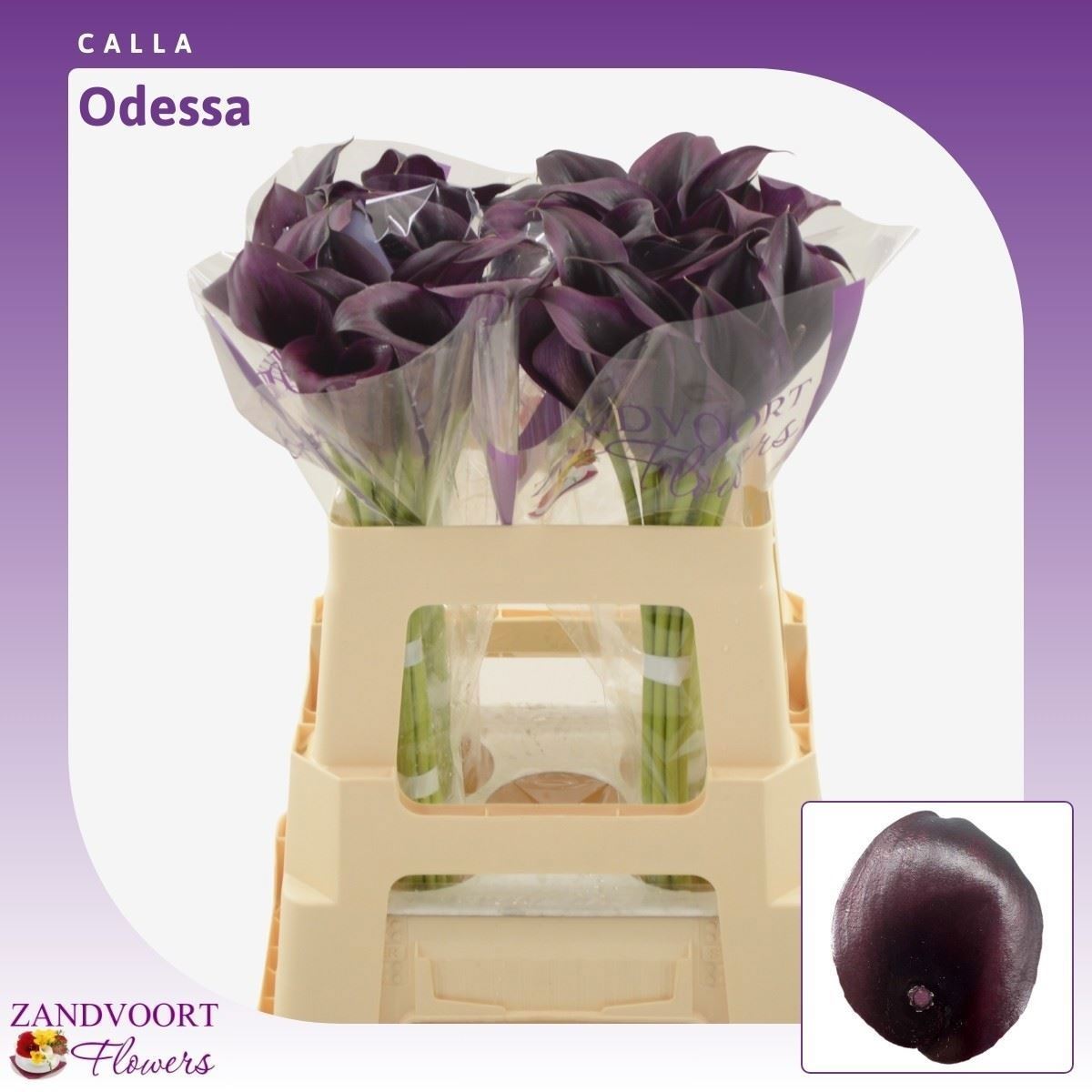 Calla Odessa