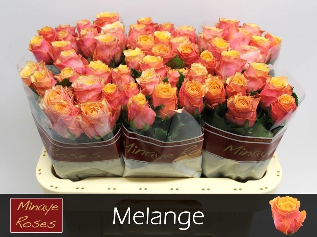 Rosa grbl  Melange