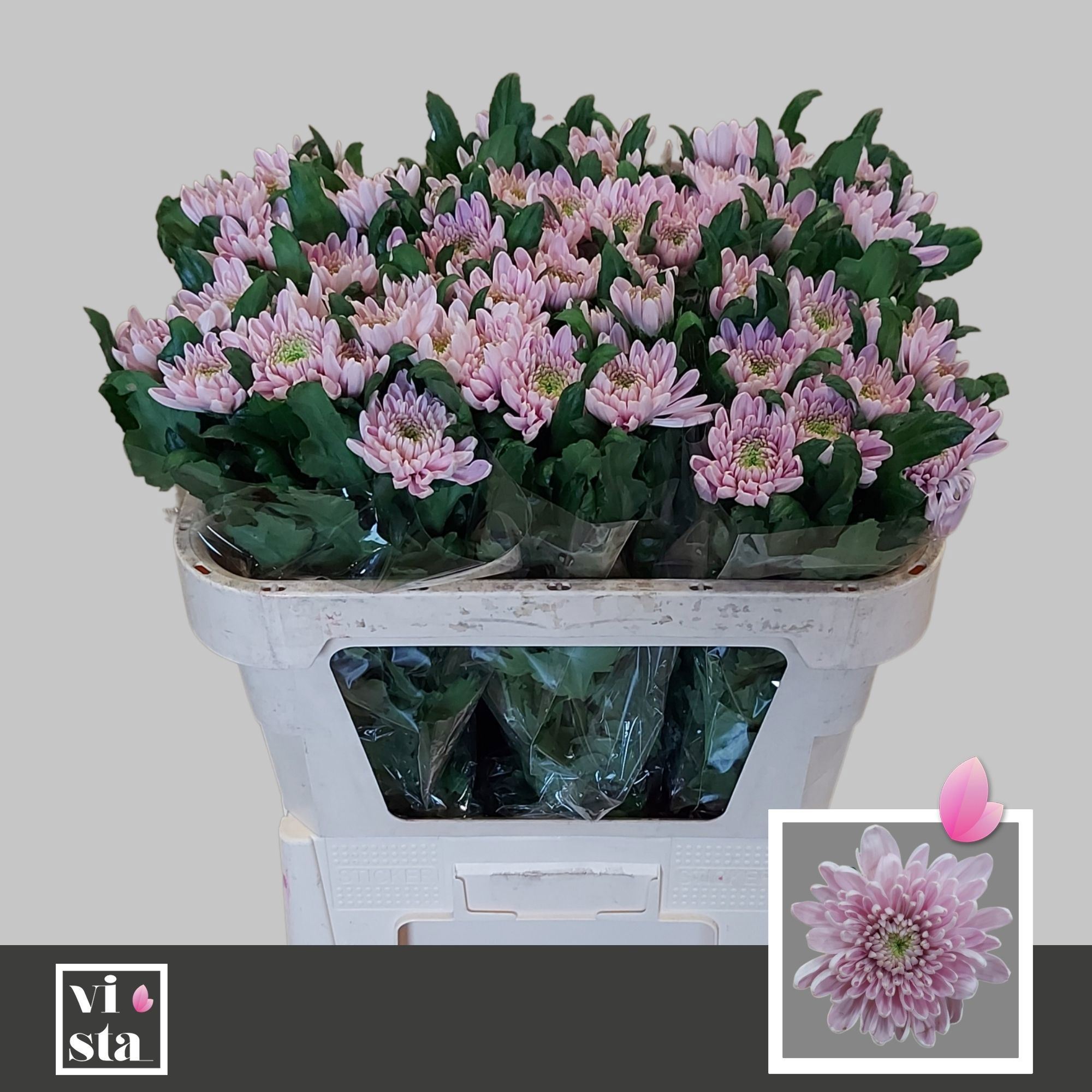 Chr. Rossano 1fiore