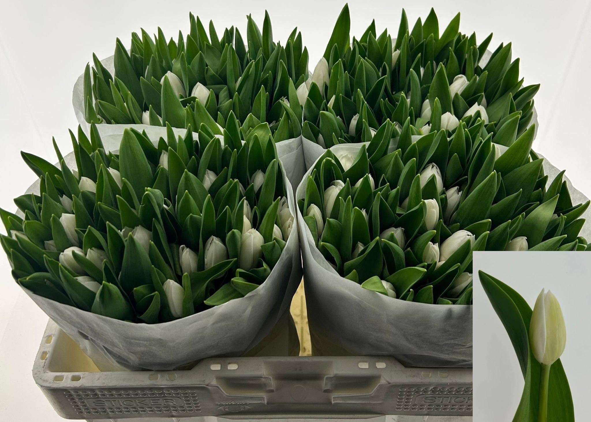 Tulipani Royal Virgin