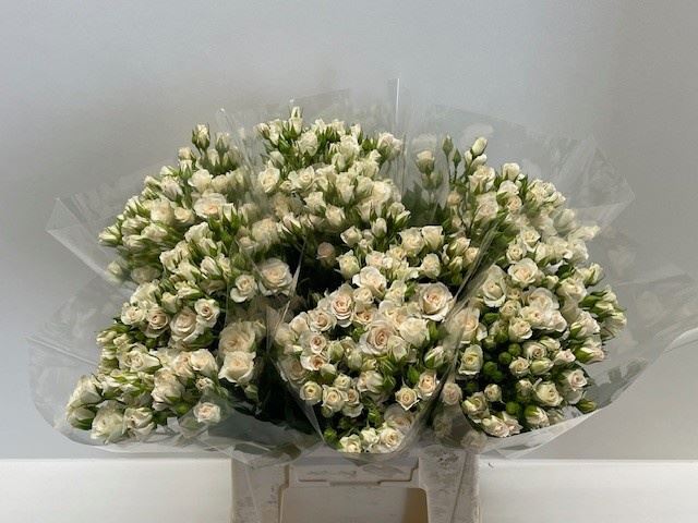Rosa Ramif. Cream Gracia