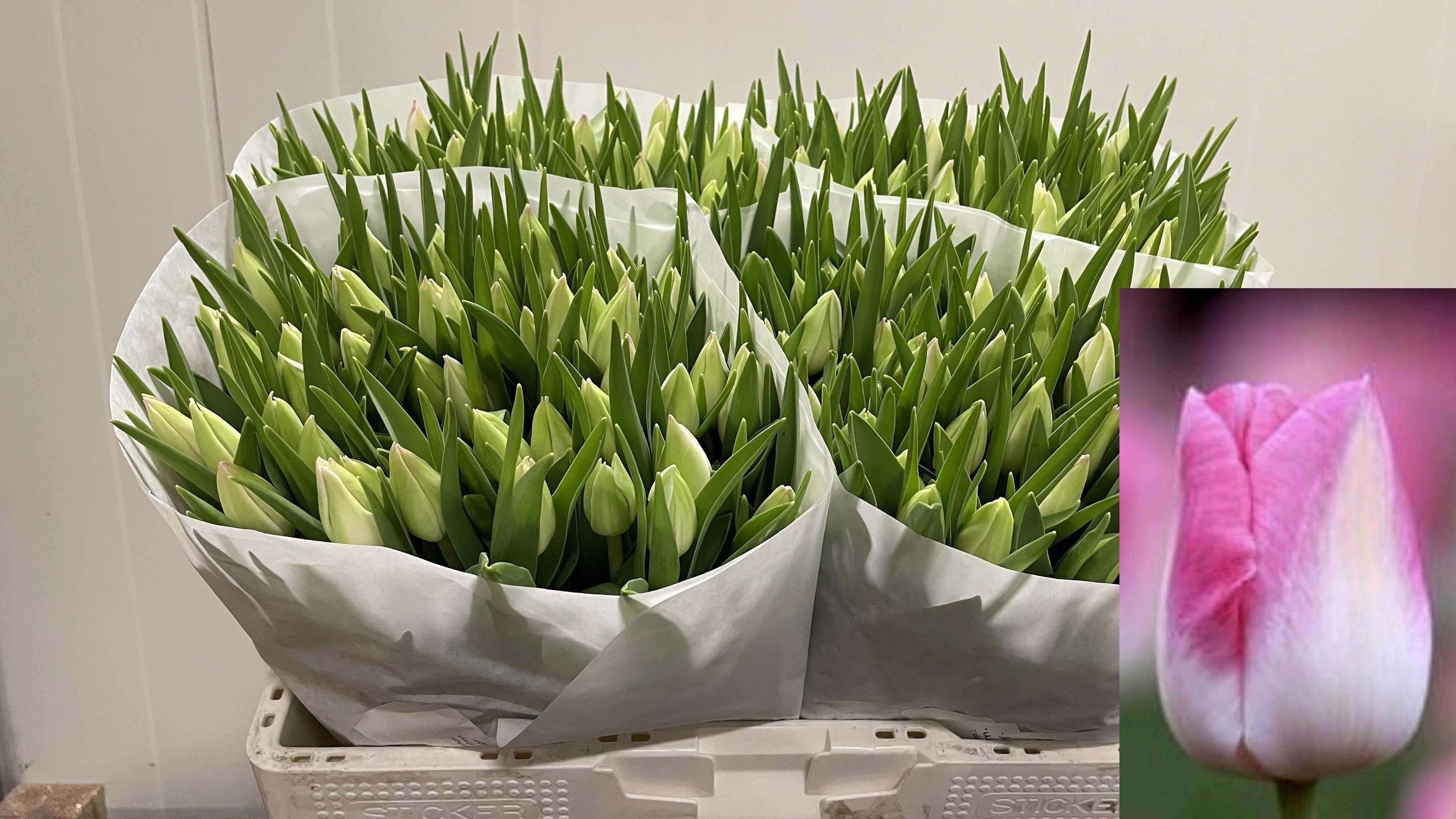 Tulipani First Class