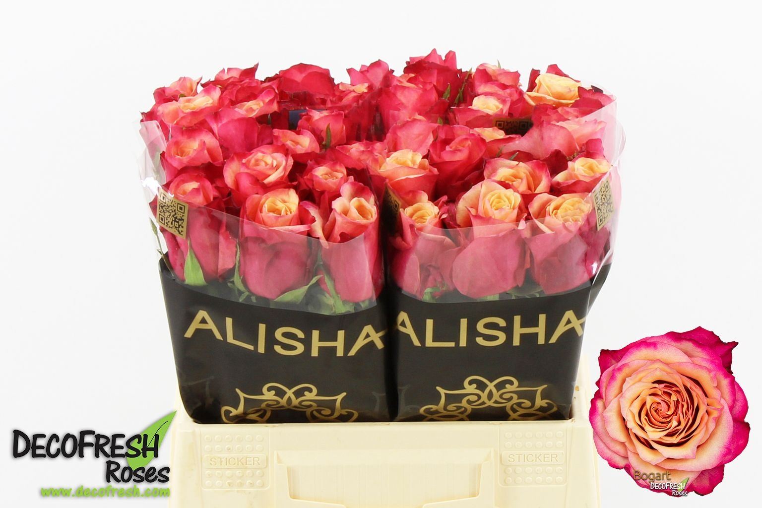 Rosa grbl Bogart