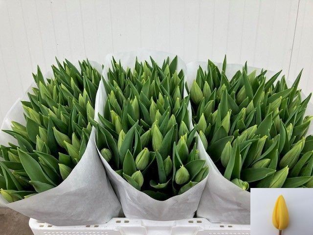 Tulipani Strong Gold