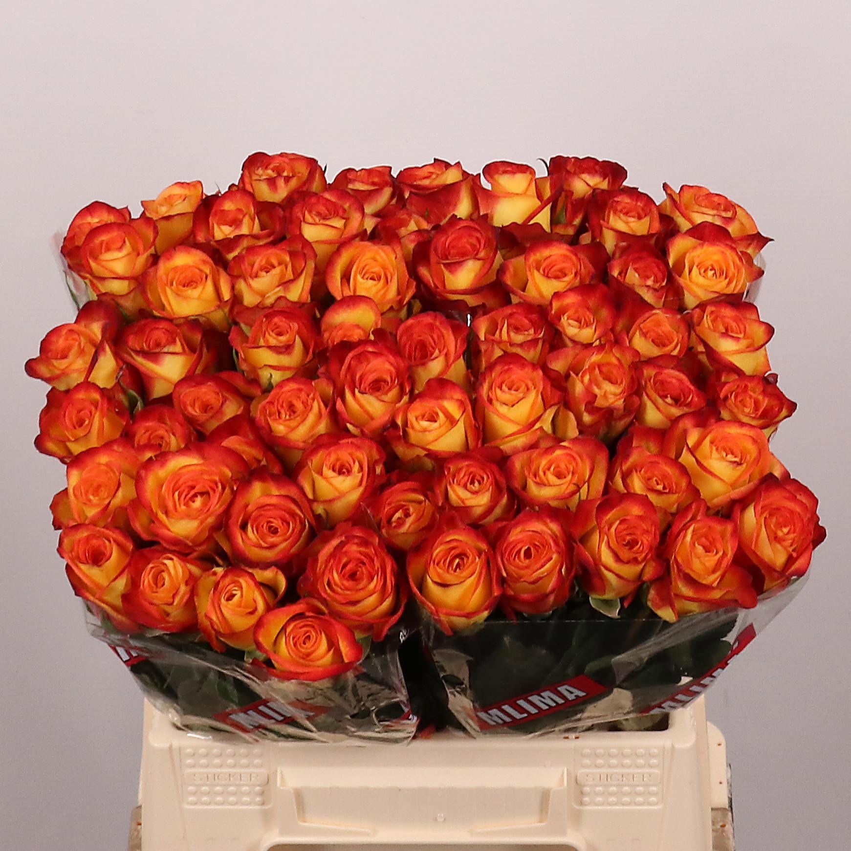 Rosa grbl Firefox
