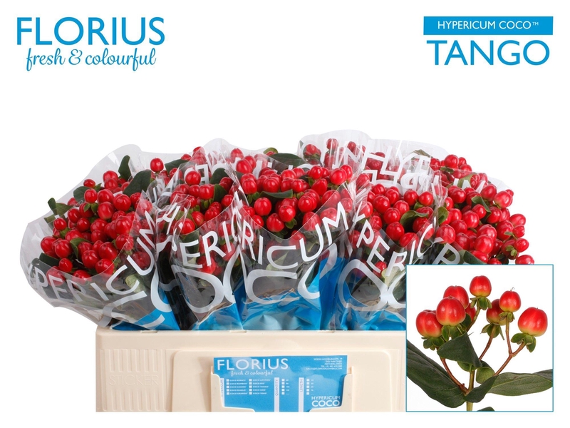 Hyp Coco Tango